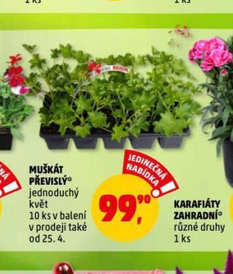 Penny Market Muškát převislý nabídka