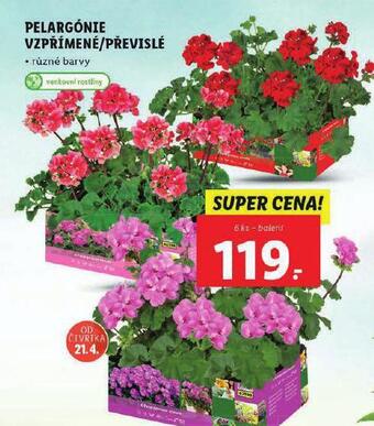 Lidl Pelargónie nabídka