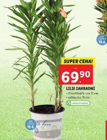 Lidl Lilie zahradní nabídka
