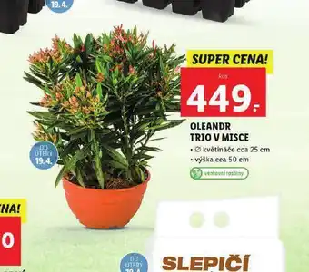 Lidl Oleandr trio v misce nabídka