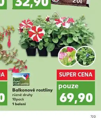 Kaufland Balkonové rostliny nabídka