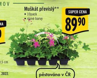 Jip Muškát převislý nabídka