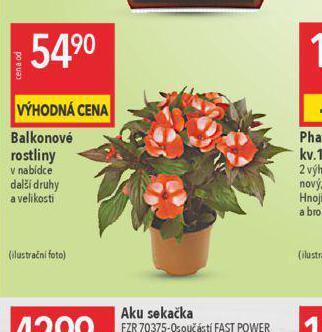 Globus Balkonové rostliny nabídka