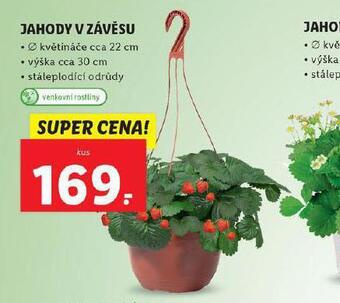 Lidl Jahody v závěsu nabídka