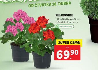 Lidl Pelargonie nabídka