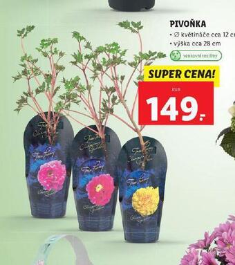 Pivoňka