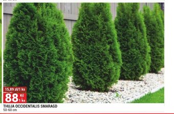 Merkury Market Thuja Occidentalis Smaragd nabídka