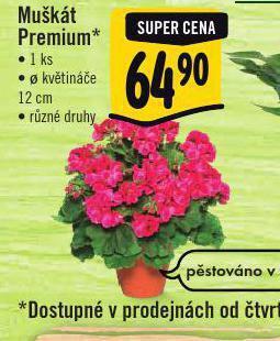 Albert Muškát premium nabídka