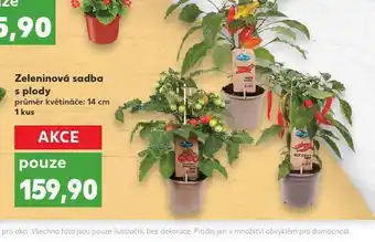 Kaufland Zeleninová sadba nabídka