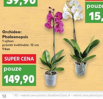 Kaufland Orchidea - phalaenopsis nabídka