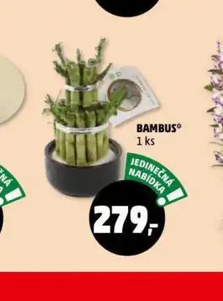 Penny Market Bambus nabídka