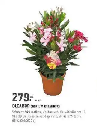 Oleandr