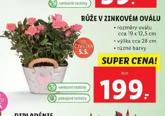 Lidl Růže v zinkovém oválu nabídka