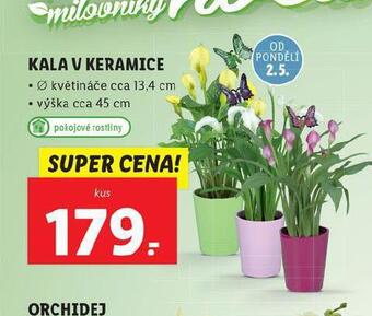 Lidl Kala v keramice nabídka