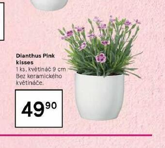 Tesco Dianthus pink kisses nabídka