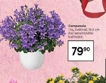 Tesco Campanula nabídka