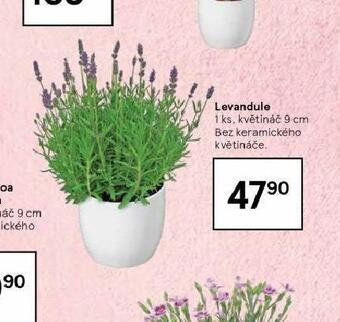 Tesco Levandule nabídka