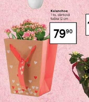 Tesco Kalanchoe nabídka