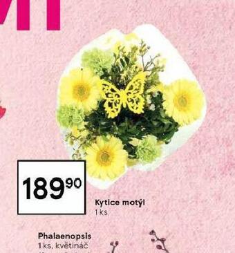 Tesco Kytice motýl nabídka