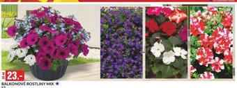 Baumax Balkonové rostliny nabídka