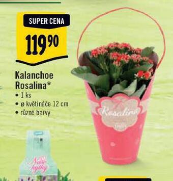 Albert Kalanchoe rosalina nabídka