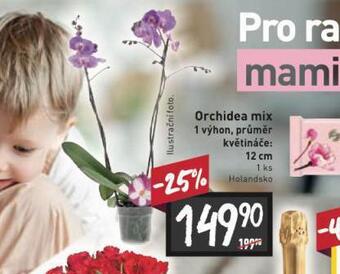 Billa Orchidea mix nabídka