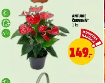 Penny Market Anturie červená nabídka
