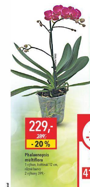 Globus Orchidea - phalaenopsis nabídka