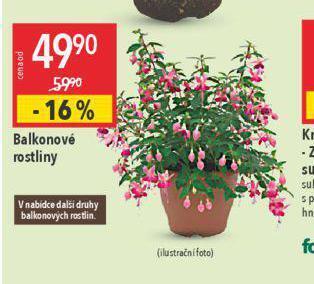 Globus Balkonové rostliny nabídka