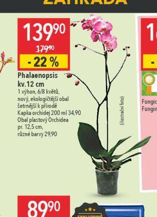 Orchidea - phalaenopsis
