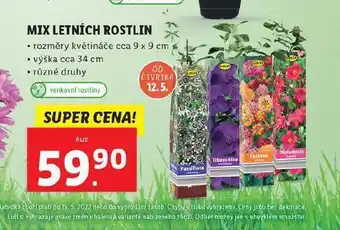Lidl Mix letních rostlin nabídka