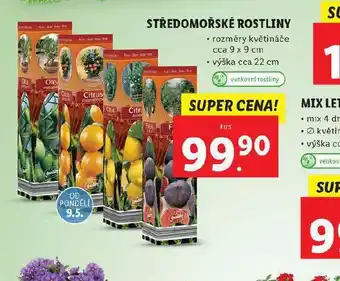 Lidl Středomořské rostliny nabídka