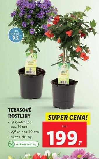 Lidl Terasové rostliny nabídka