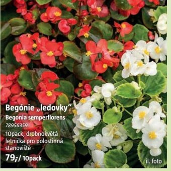 Begonie "ledovky"