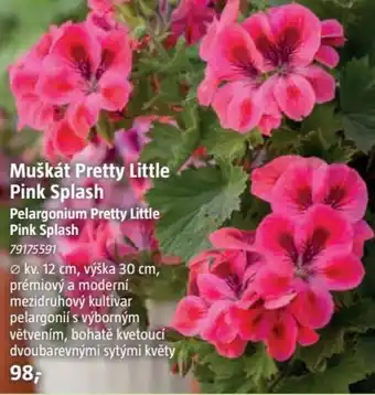 Bauhaus Muškát Pretty Little Pink Splash nabídka