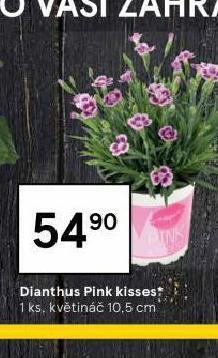 Tesco Dianthus pink kisses nabídka