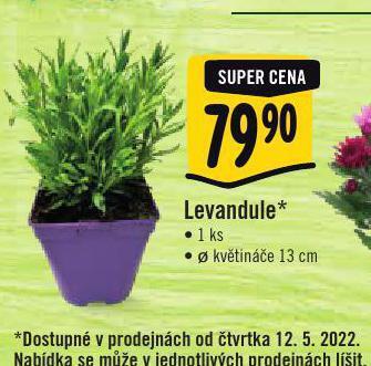 Levandule