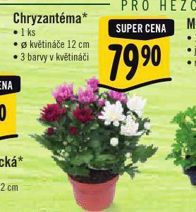 Albert Chryzantéma nabídka