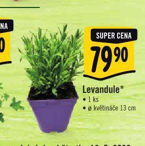 Albert Levandule nabídka