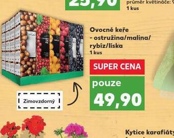 Ovocné keře - ostružina / malina / rybíz / liska