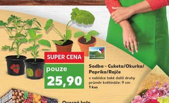Kaufland Sadba cuketa / okurka / paprika / rajče nabídka