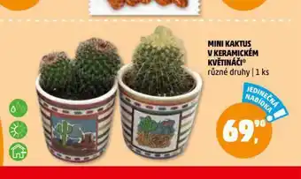 Penny Market Mini kaktus v keramickém květináči nabídka