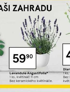 Tesco Levandule nabídka