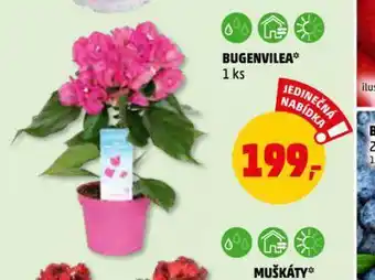 Bugenvilea