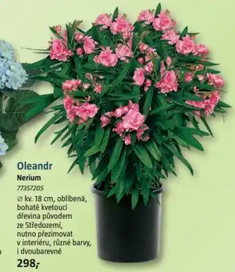 Oleandr Nerium