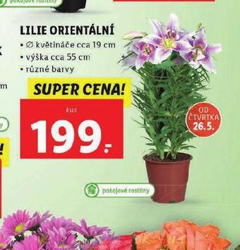 Lidl Lilie orientální nabídka