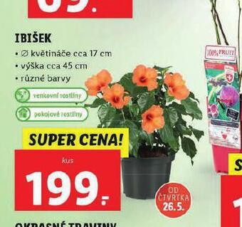 Lidl Ibišek nabídka
