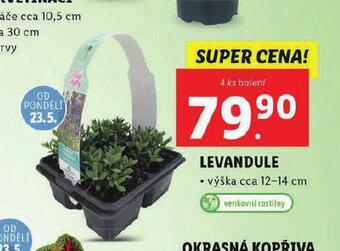 Lidl Levandule nabídka
