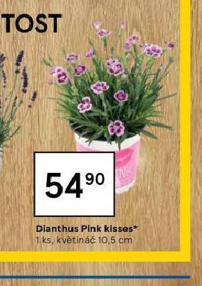 Tesco Dianthus pink kisses nabídka
