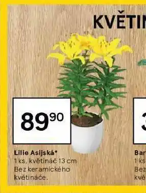 Tesco Lilie asijská nabídka